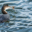 Plongeon imbrin attrapant un crabe